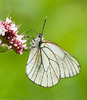 st_butterfly_conservation