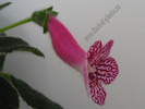 Kohleria Rongo 9