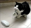 pisici-imagini-mouse