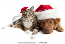 stock-photo-cat-and-dog-with-santa-claus-hats-on-white-background-37993354