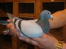 NL.2007.1553592