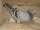 2006.2172697.belg.van de poel