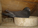 DSC01663