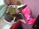cyclamen