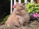 lionhead