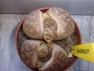 lithops aucampiae?