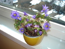 ANEMONE