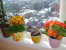 FLORICELE DE PRIMAVARA!!