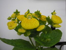 canceolaria