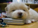 cute-puppy