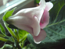 Double Pink Slipper Gloxinia?