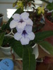 Picture 019
