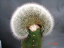 Mamillaria geminispina