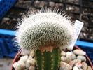 Mamillaria geminispina