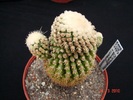 Echinocactus grusonii f. cephalo lanata