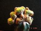 Rebutia