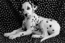 dalmatian01