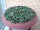 sedum sarmentosum