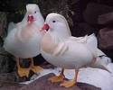 RATA MANDARINE ALBE