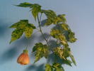 Abutilon Pictum