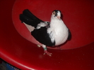 Picture 194