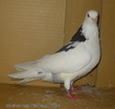 Picture 160
