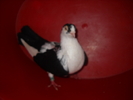 Picture 191