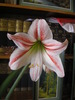 Amaryllis