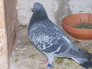 G.NOUR NORMA FON + MARATON 2007