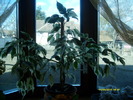 ficus benjamina