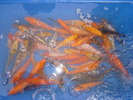 P1010215