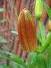 Red Asiatic lily, 29may2009