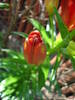 Red Asiatic lily, 02jun2009