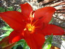 Red Asiatic lily, 02jun2009