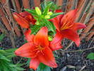 Red Asiatic lily, 05jun2009