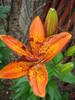 Lilium Orange Pixie, 12jun2009