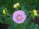 Dahlia Bluesette (2009, June 21)