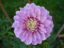 Dahlia Bluesette (2009, June 21)