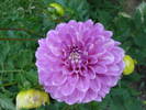 Dahlia Bluesette (2009, July 10)