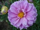 Dahlia Bluesette (2009, July 10)