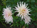 Dahlia Park Princess (2009, Sep.11)