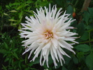 Dahlia Park Princess (2009, Sep.11)