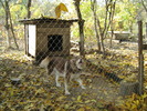 Atos (Malamut Alaska)