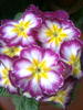 Primula Roz