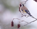 carduelis_carduelis_11420