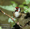 carduelis_carduelis_da9637