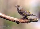 carduelis_chloris_11436