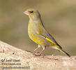 carduelis_chloris_aa3865