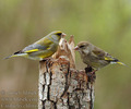 carduelis_chloris_aj9770