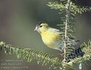 carduelis_spinus_11376